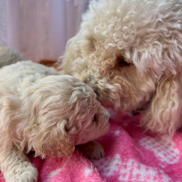 Prodaja Mini pudli i toy pudli