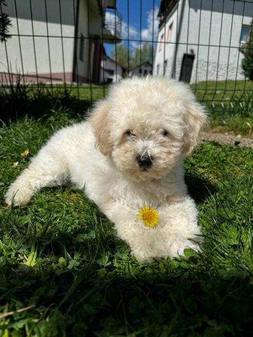 Prodaja Mini pudli i toy pudli