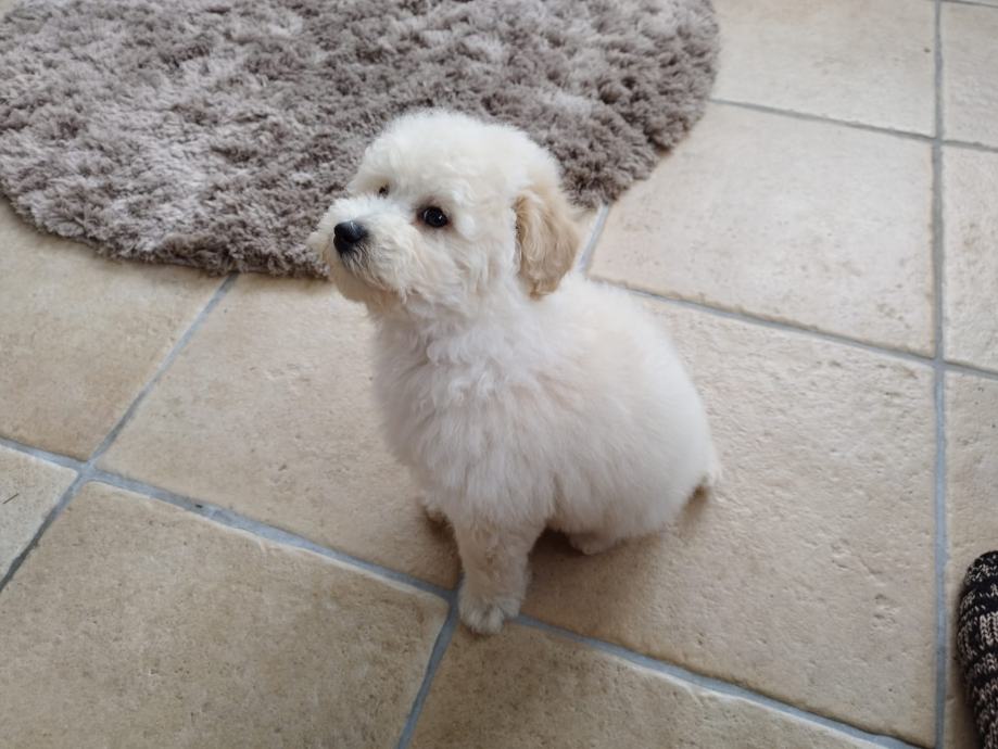 Prodaja Mini pudli i toy pudli