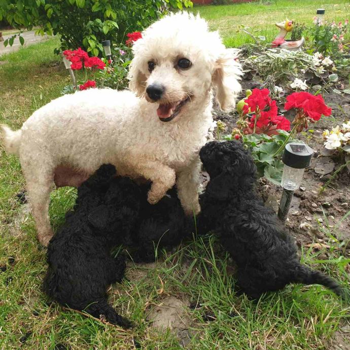 Pudla CRNE boje, veličina između toy i mini