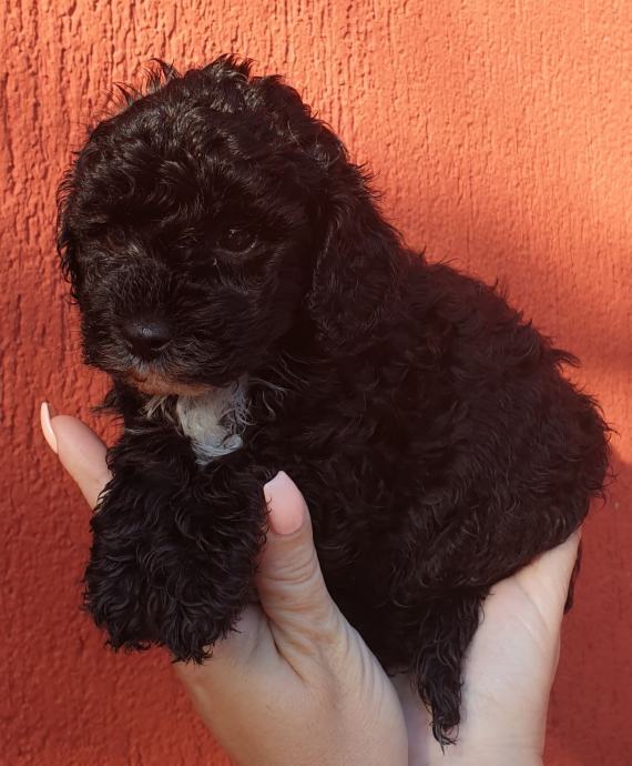 Pudla CRNE boje, veličina između toy i mini