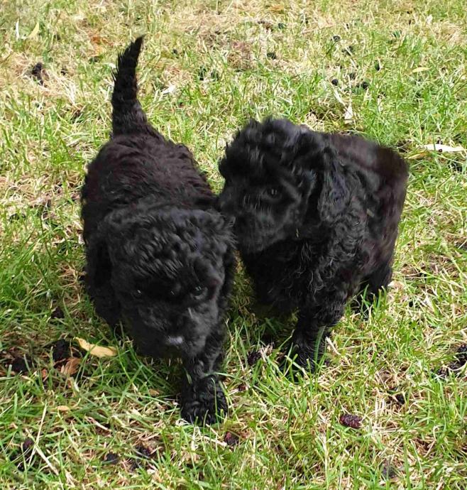 Pudla CRNE boje, veličina između toy i mini