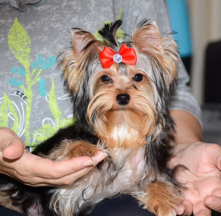 yorkshire-terrier-jork-irski-terijer-yorkie-yorkshire-terrier-mini