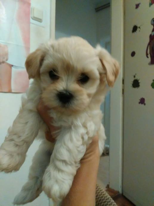 bichon havanese mini