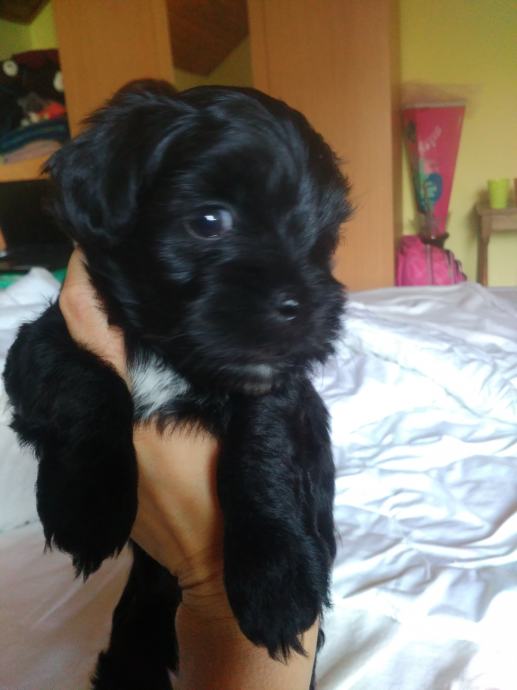 bichon havanese MINI