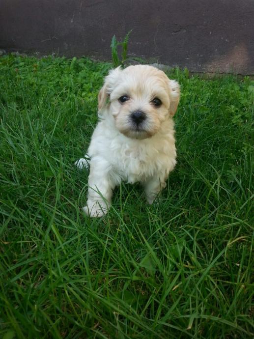 Bichon Havanese mini štenci