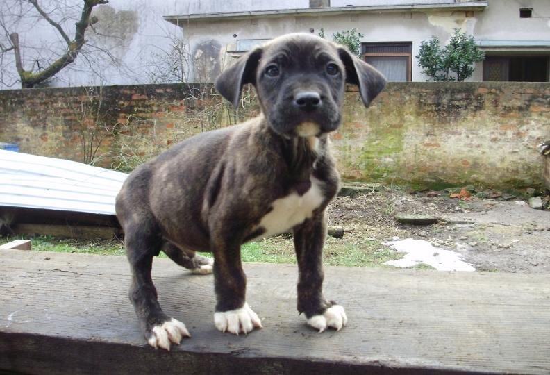 Dogo Argentino Cane Corso Mix – Bulldog Lover