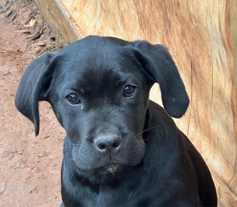 Čistokrvni Cane corso štenci, curice i dečki