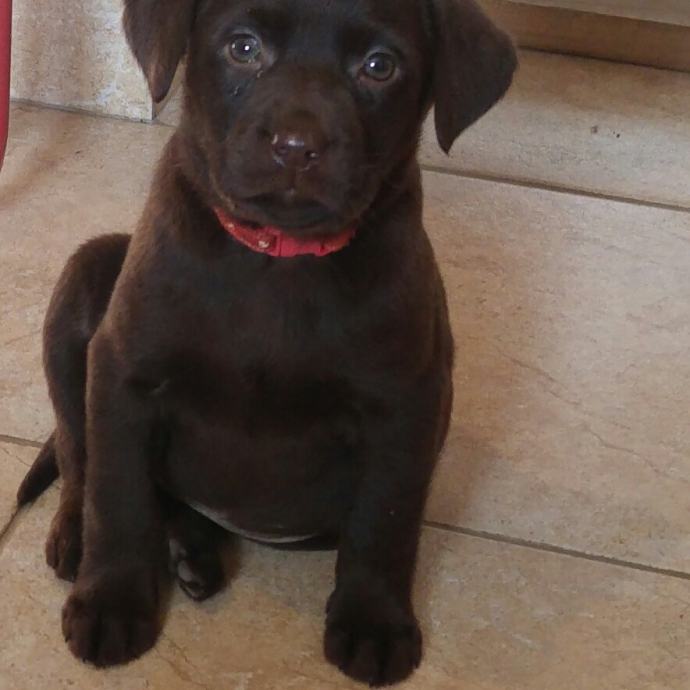 **Cokoladni labradorzenka**