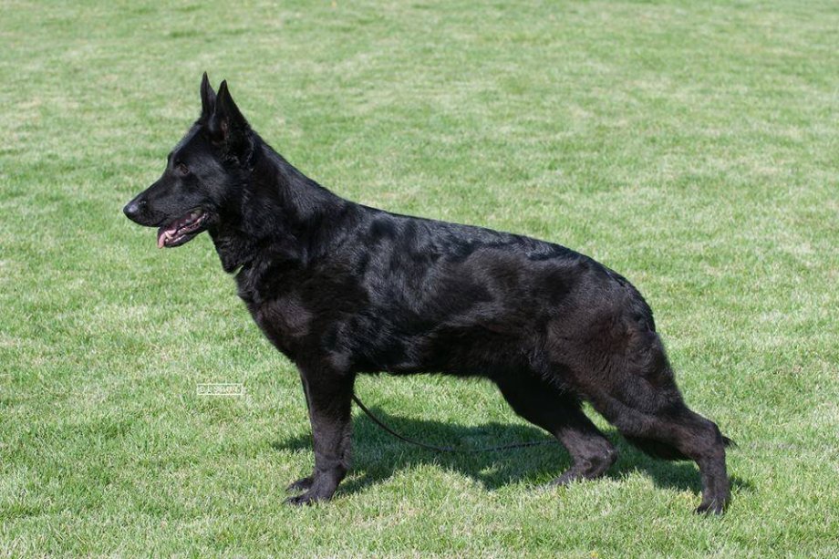 Crni njemački ovčar - muško štene