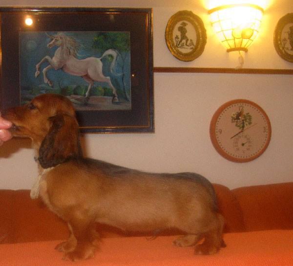 Dugodlaki jazavčar kunićar i patuljasti