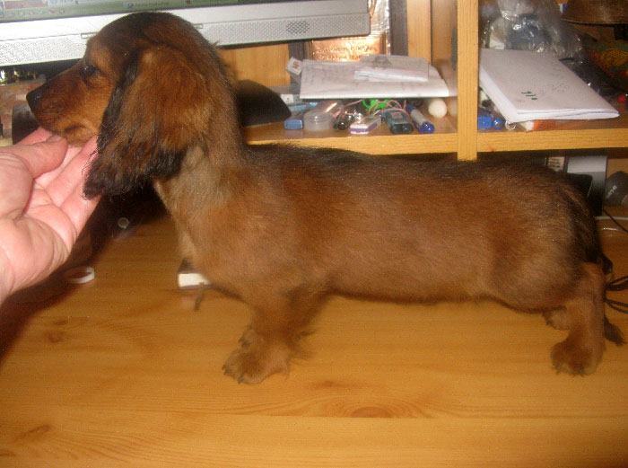 Dugodlaki jazavčar kunićar i patuljasti