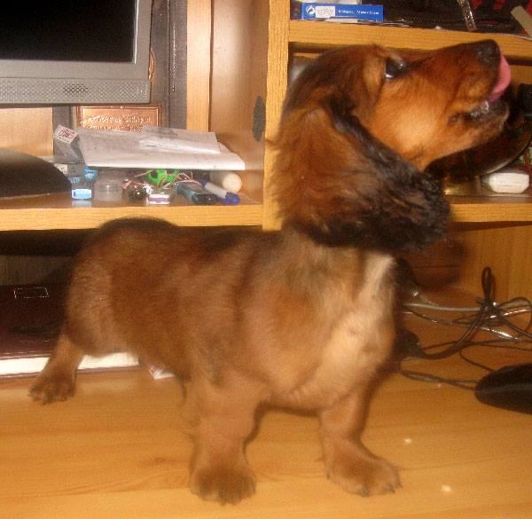 Dugodlaki jazavčar kunićar i patuljasti