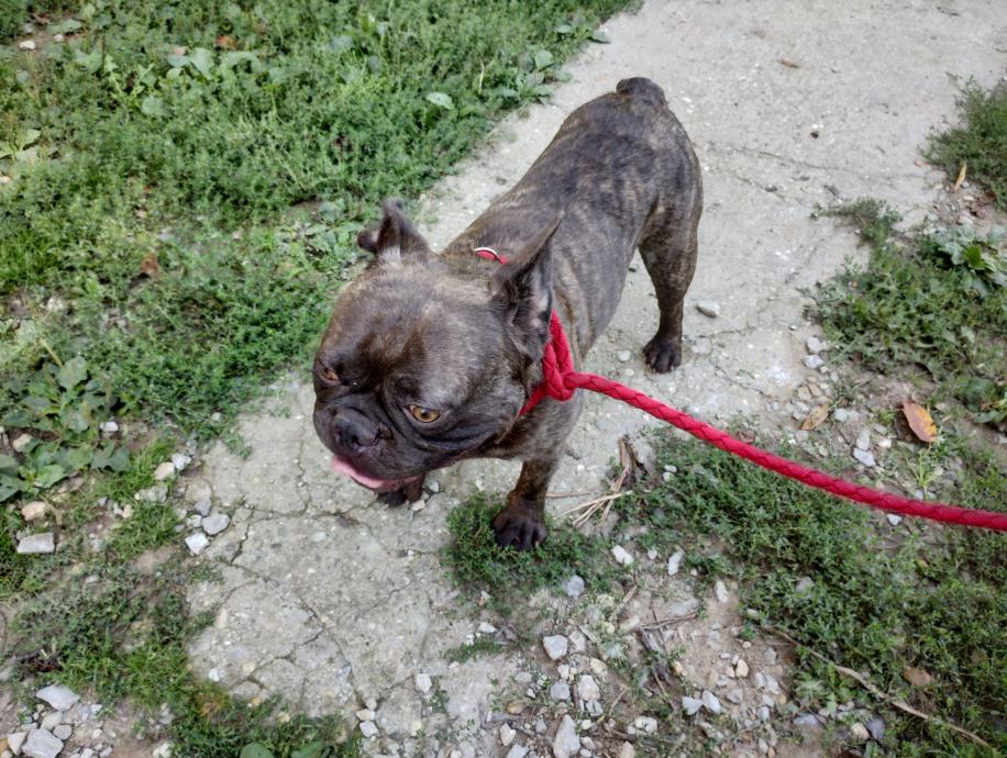 Francuski Buldog Za Parenje I enka Tra i Novi Dom francuski-buldog-za-parenje-i-enka-tra-i-novi-dom