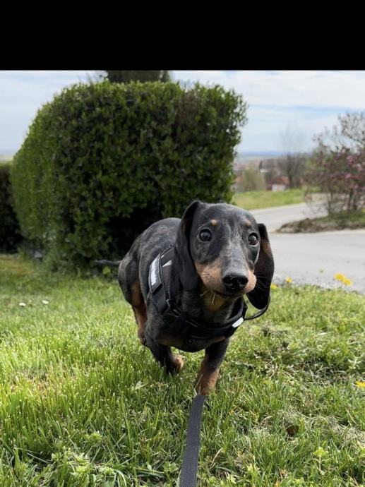 JAZAVČAR PATULJASTI MERLE