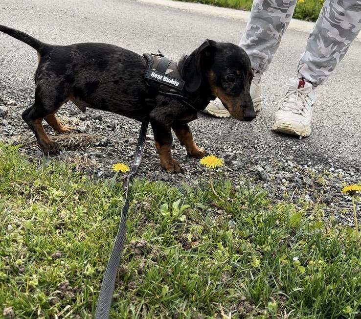 JAZAVČAR PATULJASTI MERLE