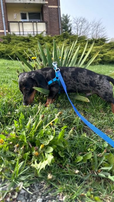 JAZAVČAR PATULJASTI MERLE