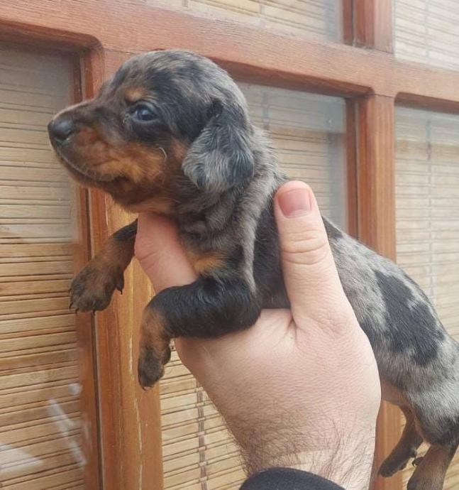 Jazavčar patuljasti merle decki