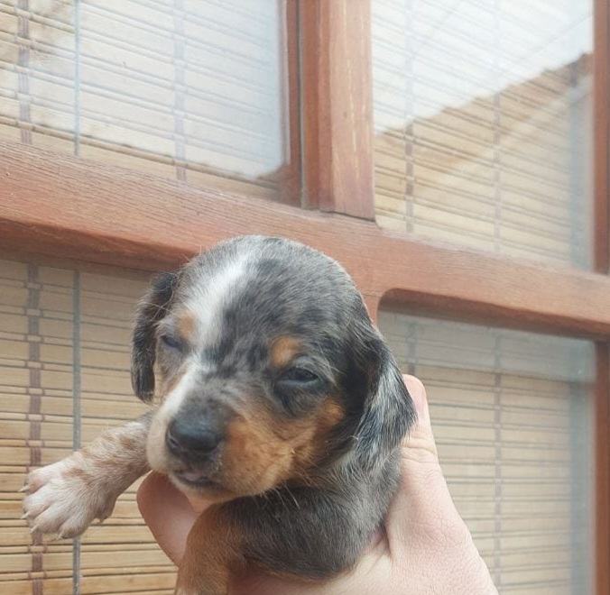 Jazavčar patuljasti merle decki