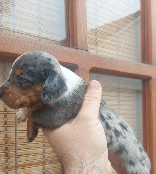 Jazavčar patuljasti merle decki