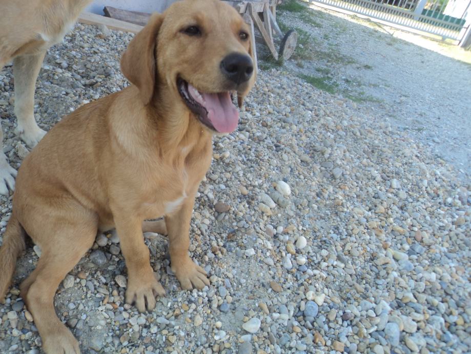 Labrador retriver ženka