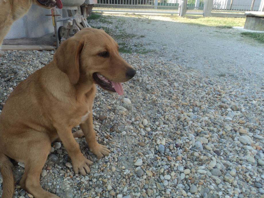 Labrador retriver ženka