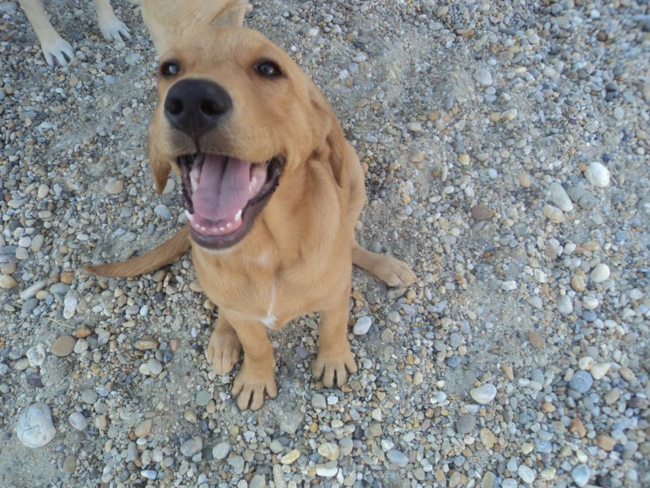 Labrador retriver ženka