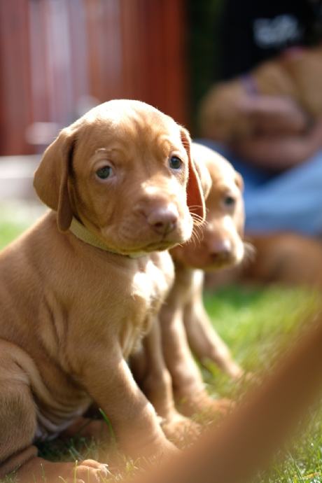 Mađarska vižla (viszla) štenci