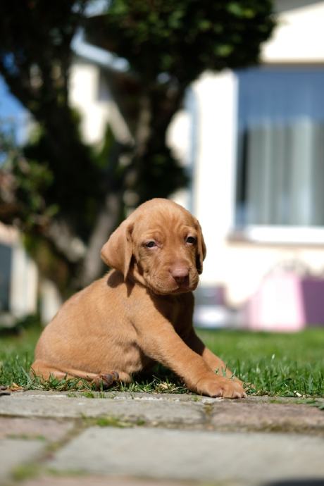 Mađarska vižla (viszla) štenci