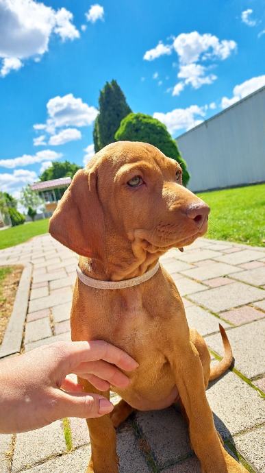 Mađarska vižla (viszla) štenci