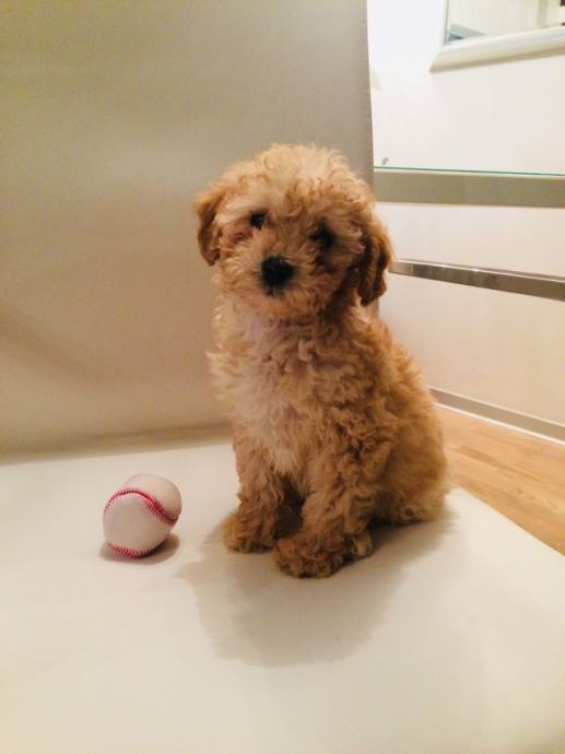 Mini pudla svijetli aprikot