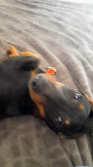 Patuljasti jazavčar