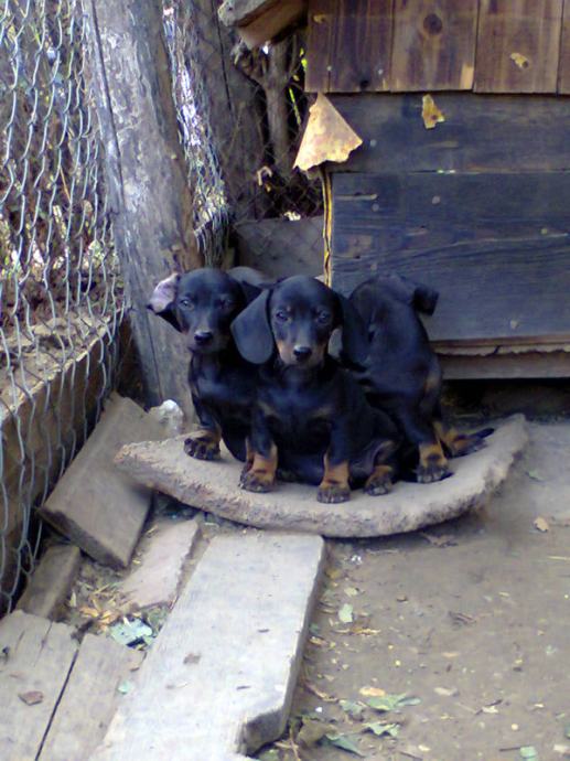 Patuljasti kratkodlaki jazavčar