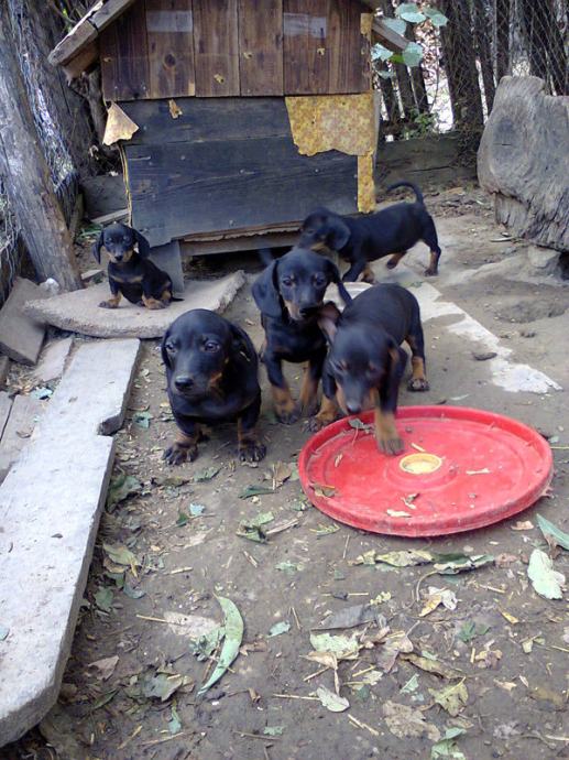 Patuljasti kratkodlaki jazavčar