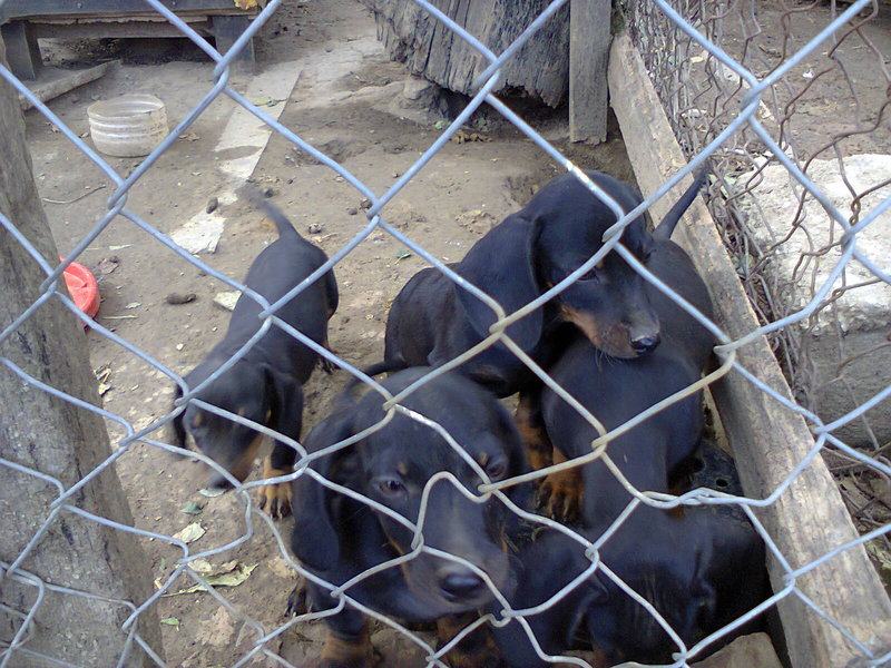 Patuljasti kratkodlaki jazavčar