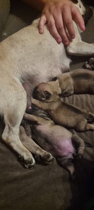 Prednaruđba za štence mopsa