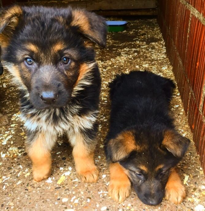 PRODAJA NJEMAČKIH OVČARA NOVI OGLAS!!