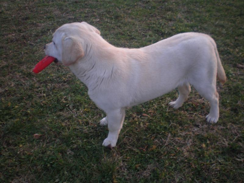 labrador zuti zenka s papirima prodajem
