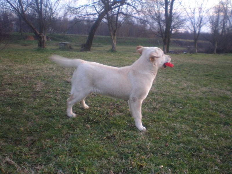labrador zuti zenka s papirima prodajem