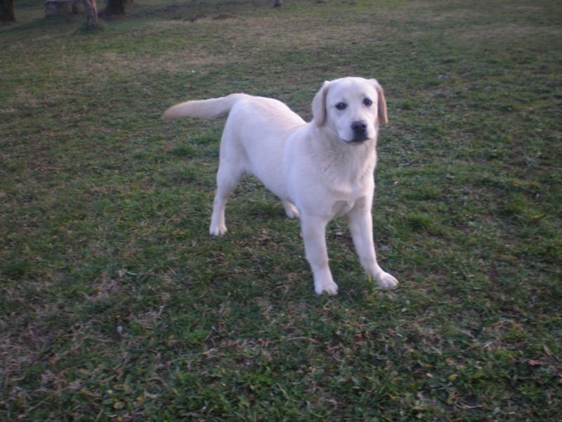 labrador zuti zenka s papirima prodajem