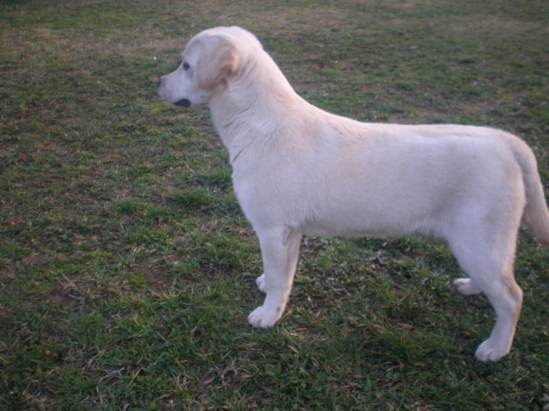 labrador zuti zenka s papirima prodajem