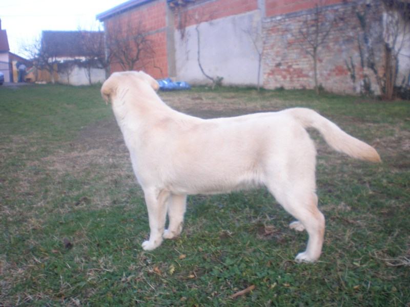 labrador zuti zenka s papirima prodajem