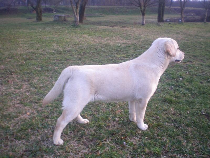 labrador zuti zenka s papirima prodajem