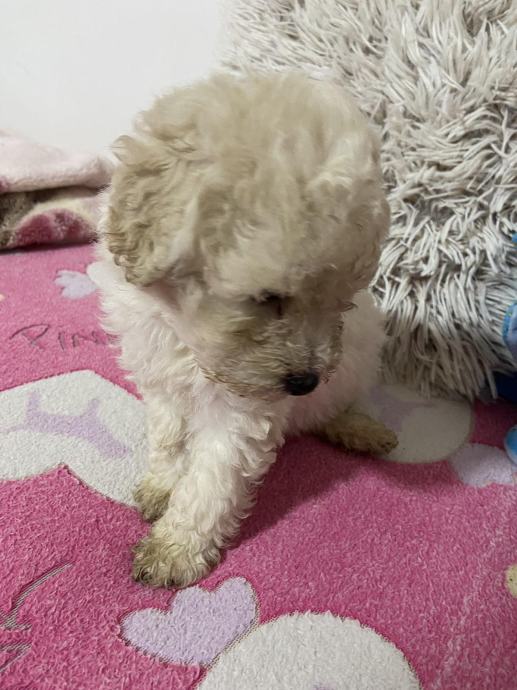 Bela mini toy Pudla 350€ besplatna dostava 25.11