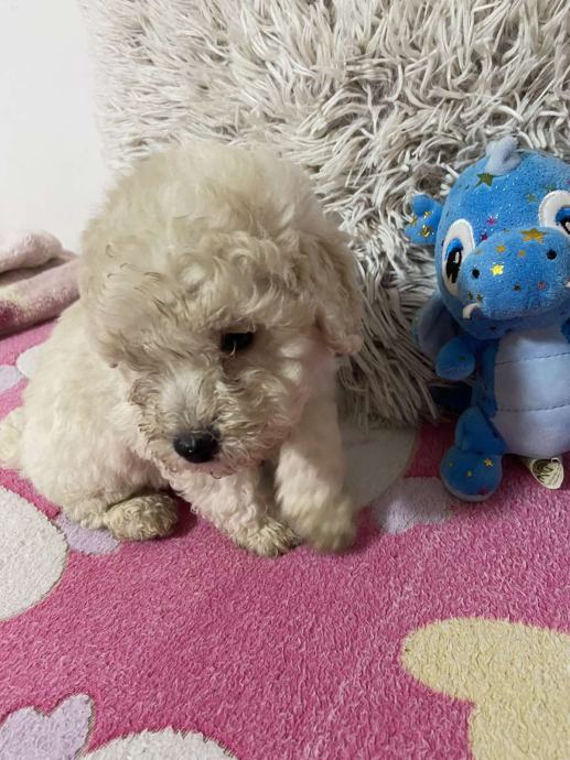 Bela mini toy Pudla 350€ besplatna dostava 25.11