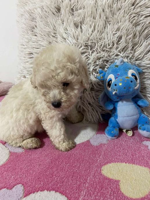 Bela mini toy Pudla 350€ besplatna dostava 25.11
