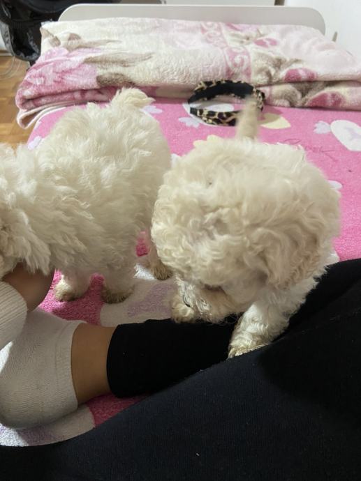 Bela mini toy Pudla 350€ besplatna dostava 25.11