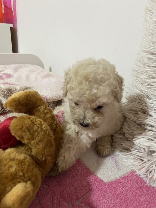 Bela mini toy Pudla 350€ besplatna dostava 25.11