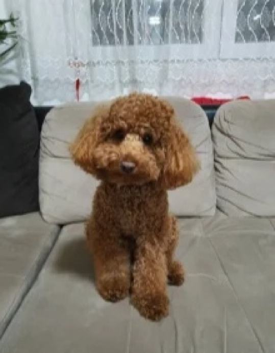 Bela mini toy Pudla 350€ besplatna dostava 25.11