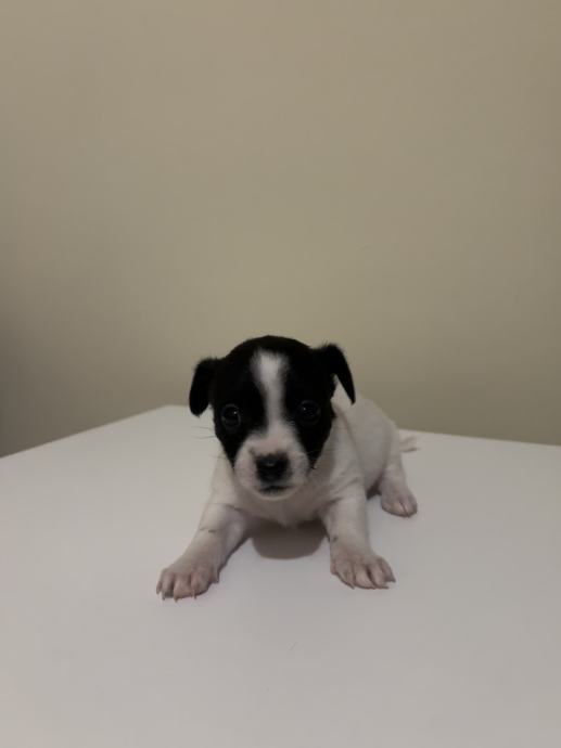štenci Jack Russell & Mini Maltezer